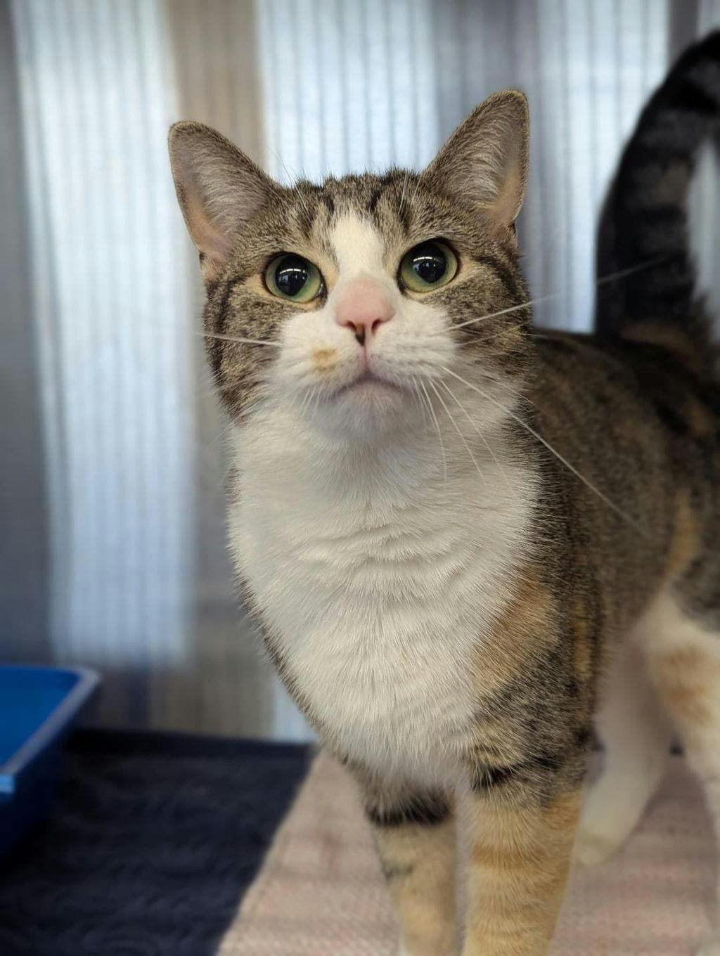 Missy - Domestic Short Hair cat available for adoption at Ontario SPCA (Ottawa Area) in Ontario