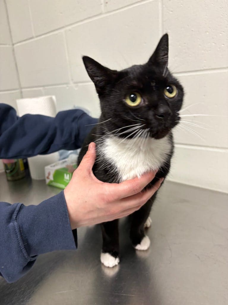 Nora - Domestic Short Hair cat available for adoption at Ontario SPCA (Central Ontario) in Ontario