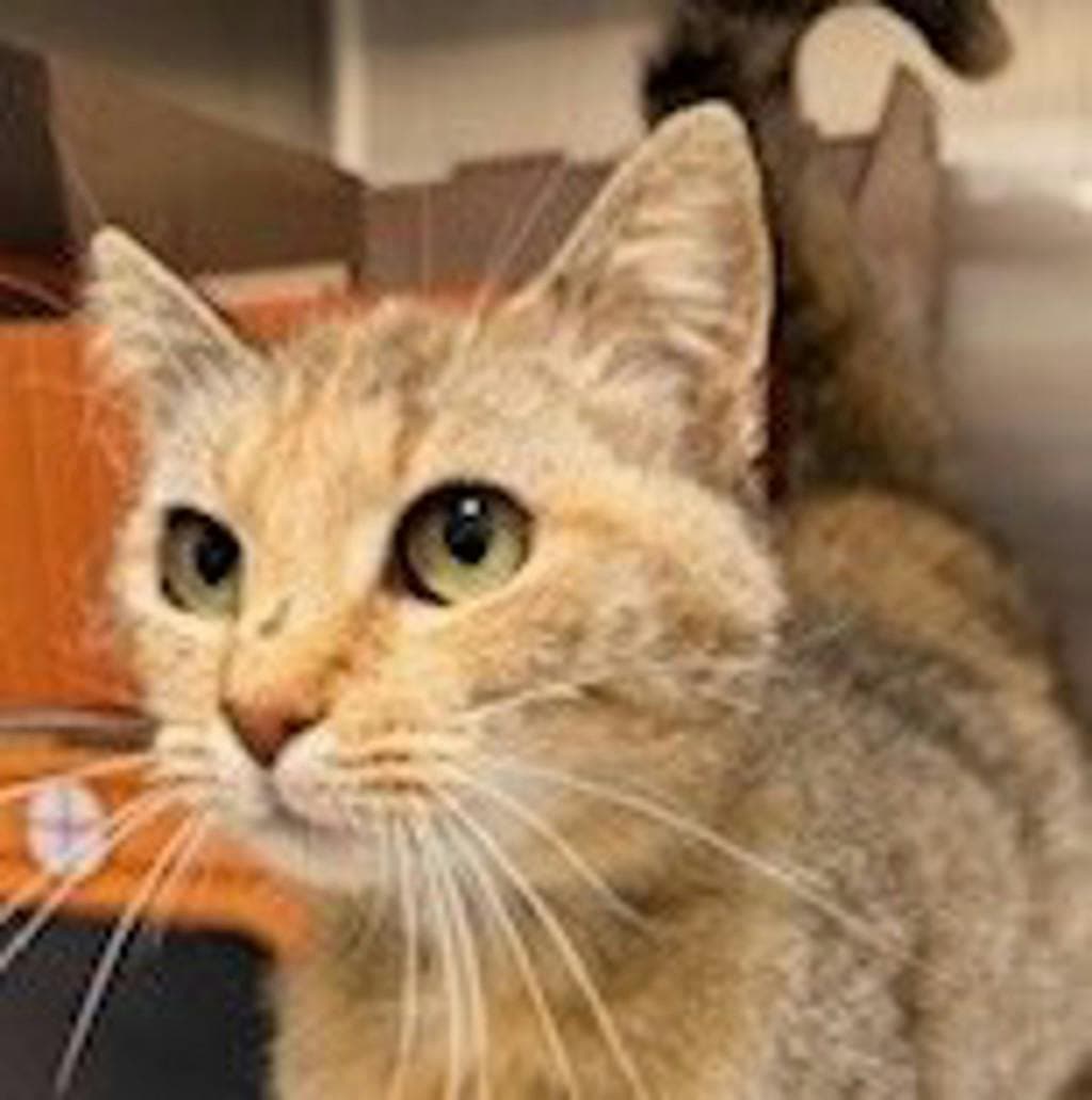 Jackie - Domestic Short Hair cat available for adoption at Ontario SPCA (Central Ontario) in Toronto