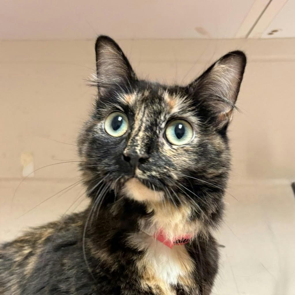 Kaleidoscope (at Huntsville Petsmart) - Domestic Medium Hair cat available for adoption at Ontario SPCA (Central Ontario) in Toronto