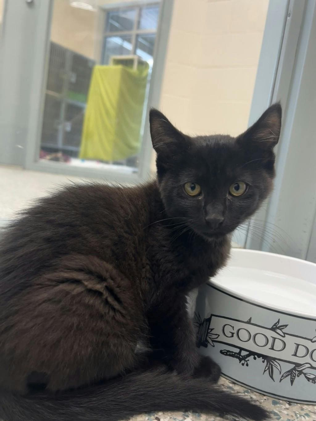Volvo - Domestic Short Hair cat available for adoption at Ontario SPCA (Central Ontario) in Toronto