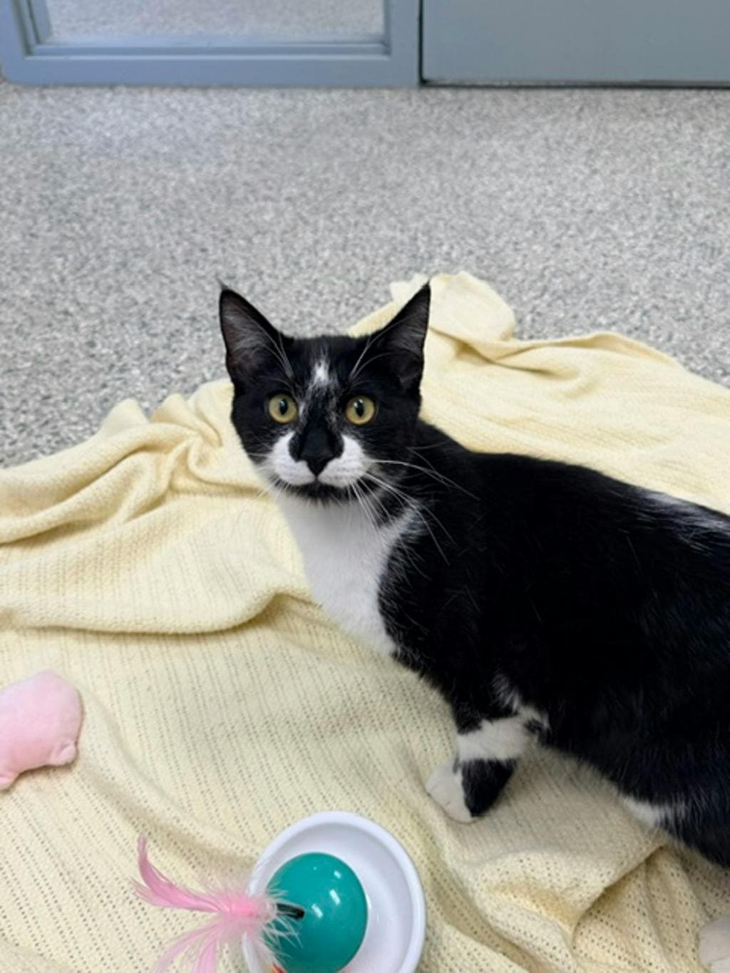 Dice (at Huntsville Petsmart) - Domestic Short Hair cat available for adoption at Ontario SPCA (Central Ontario) in Toronto