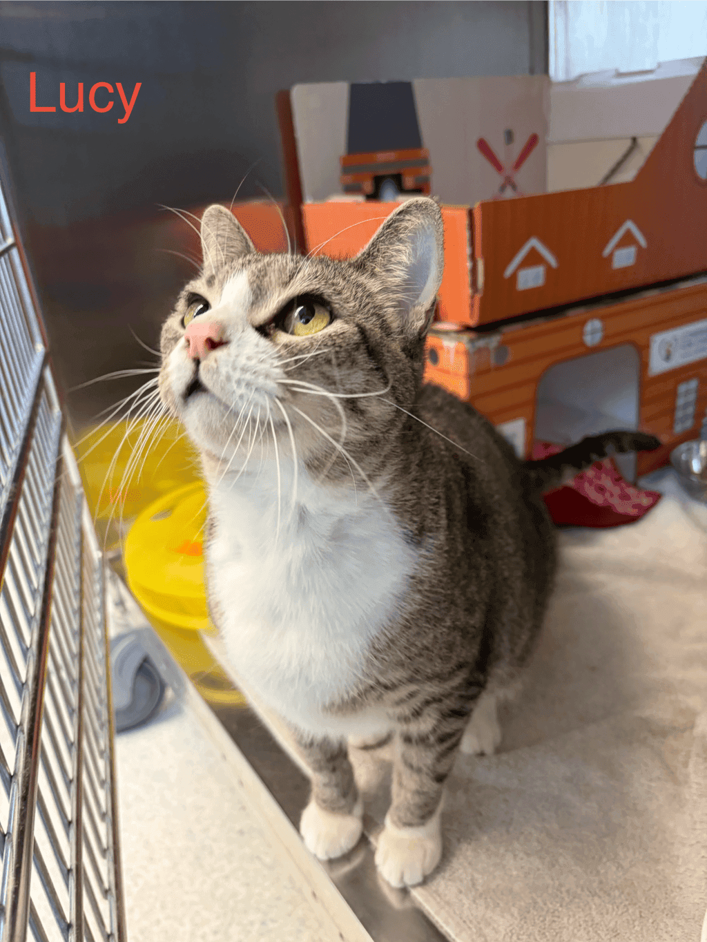 Lucy - Domestic Short Hair cat available for adoption at Ontario SPCA (Toronto Area) in Toronto