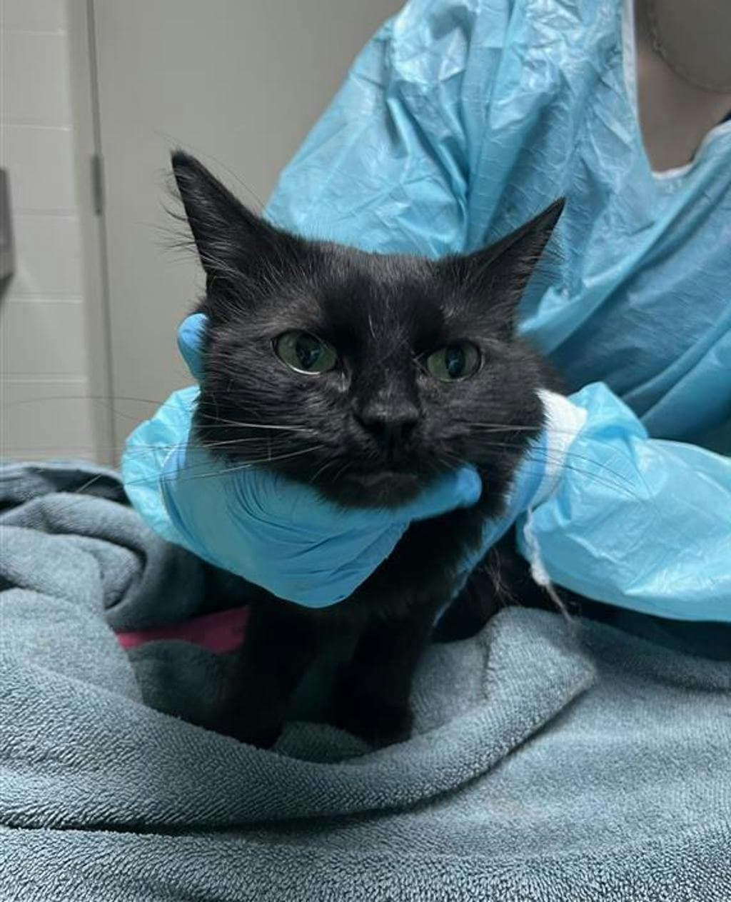 Jade - Domestic Longhair cat available for adoption at Ontario SPCA (Central Ontario) in Toronto