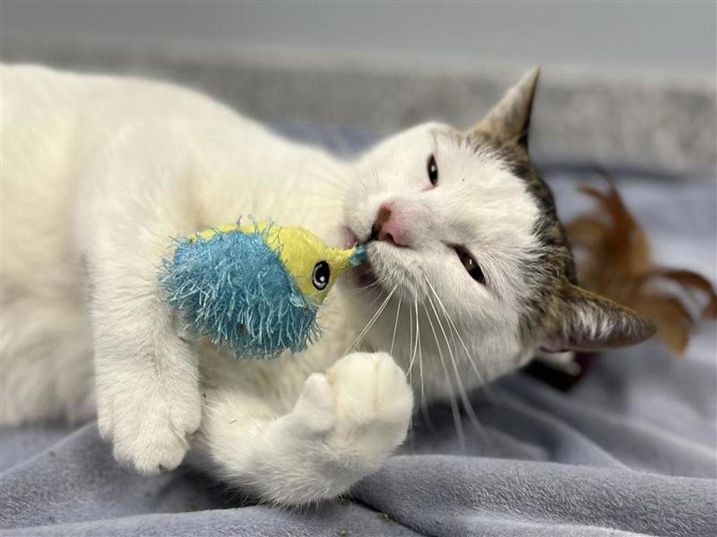 Akira - Domestic Short Hair cat available for adoption in Calgary