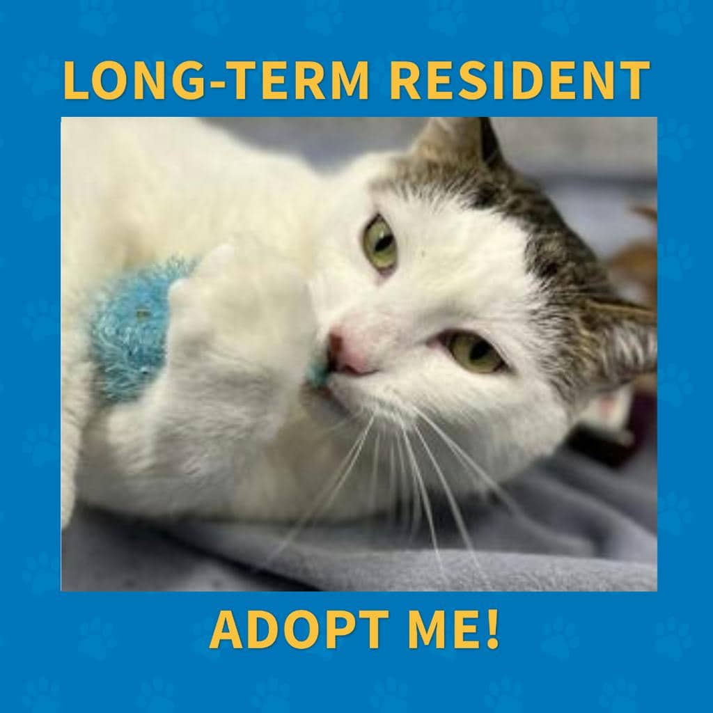 Akira - Domestic Short Hair available for adoption