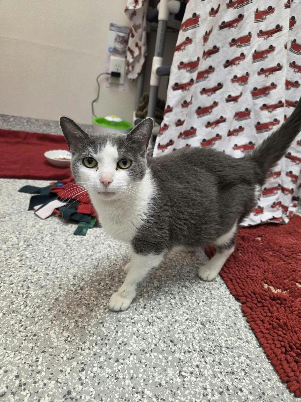 Lemon - Domestic Short Hair cat available for adoption at Ontario SPCA (Toronto Area) in Toronto