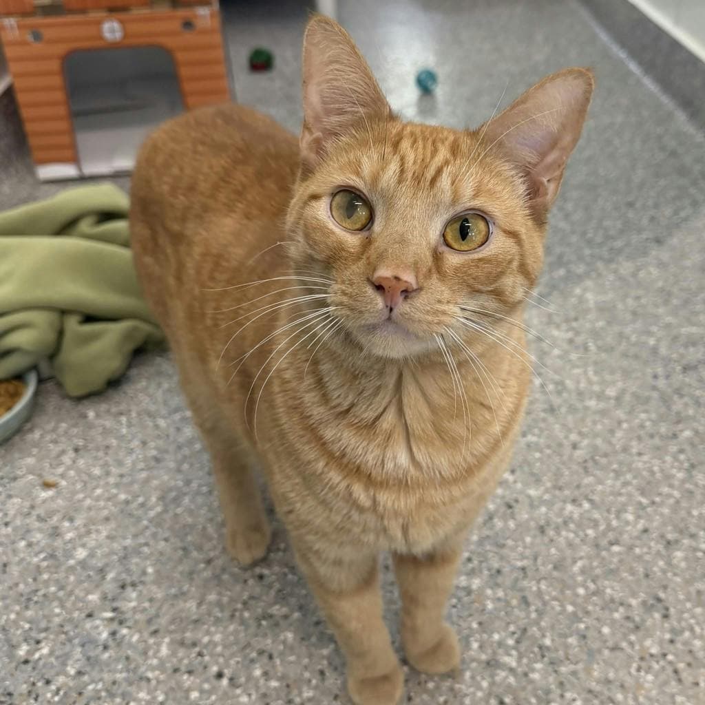 Gal - Domestic Short Hair cat available for adoption at Ontario SPCA (Ottawa Area) in Ontario