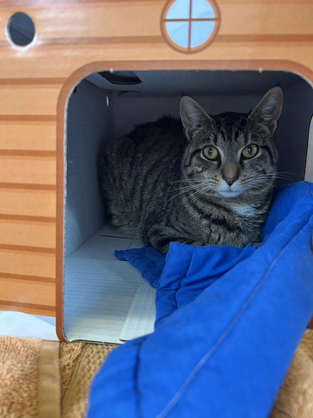 Joe - Domestic Short Hair cat available for adoption at Ontario SPCA (Ottawa Area) in Ontario