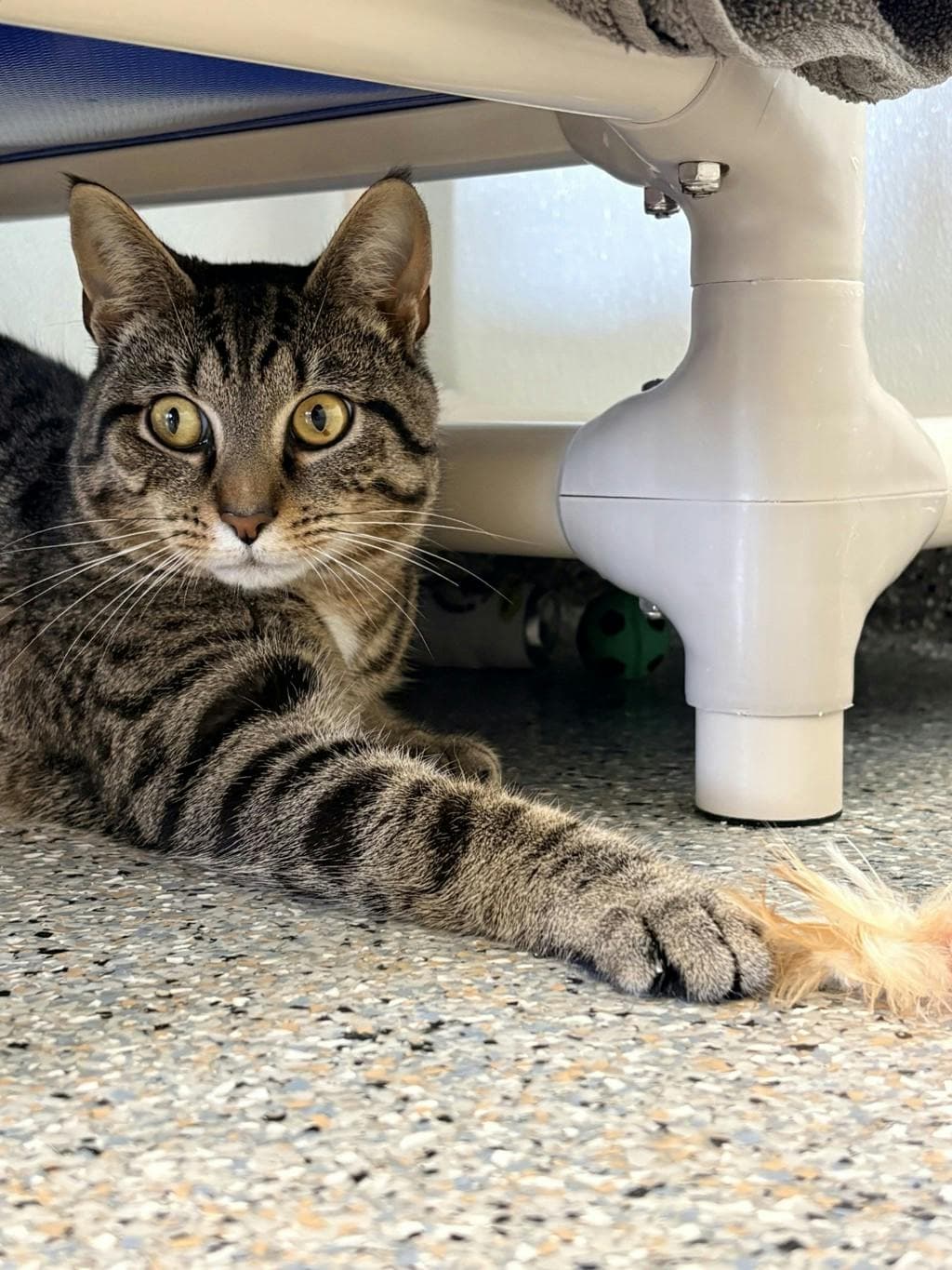 Joe - Domestic Short Hair available for adoption