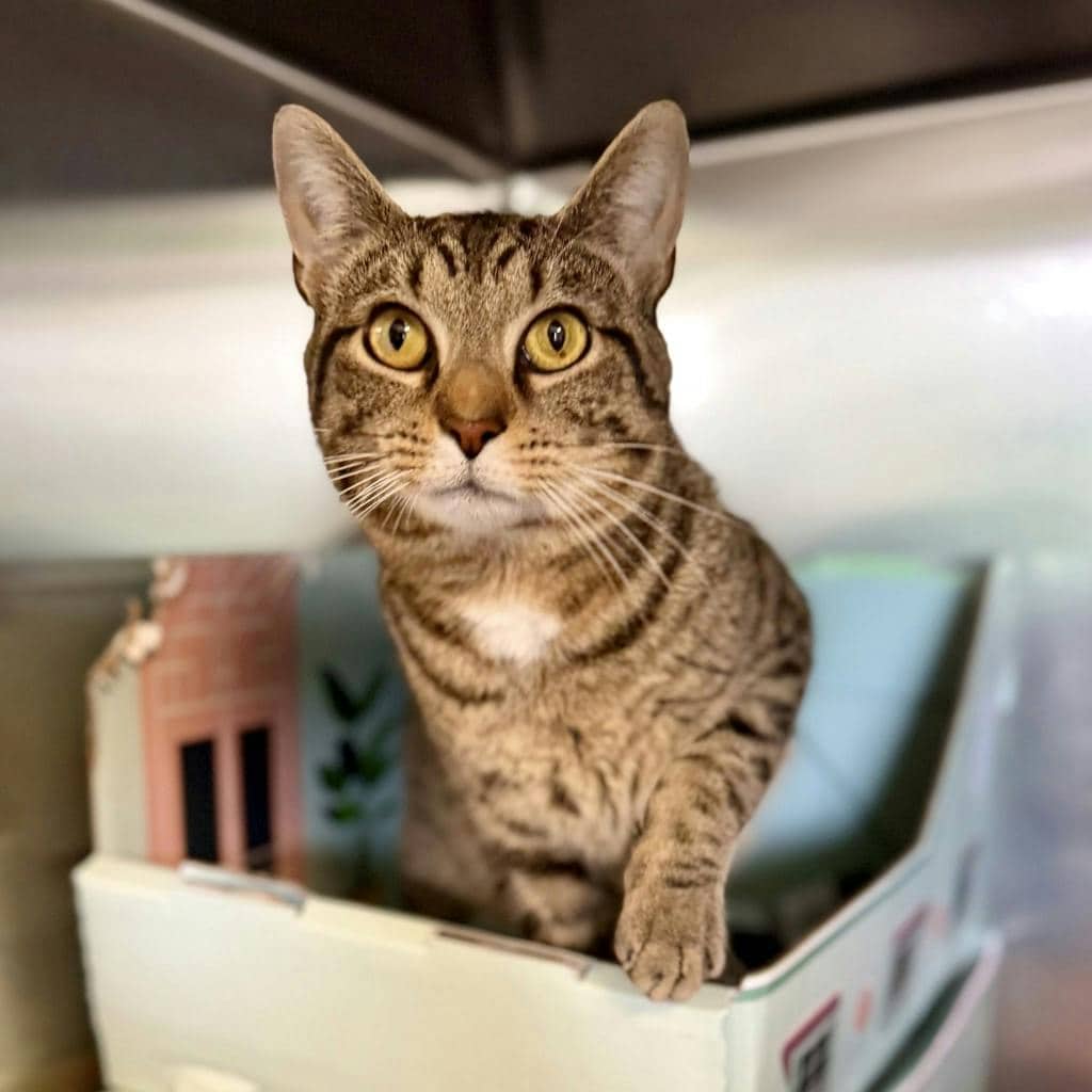 Joe - Domestic Short Hair available for adoption