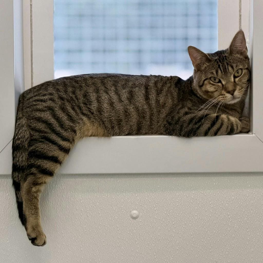 Sampson - Domestic Short Hair available for adoption