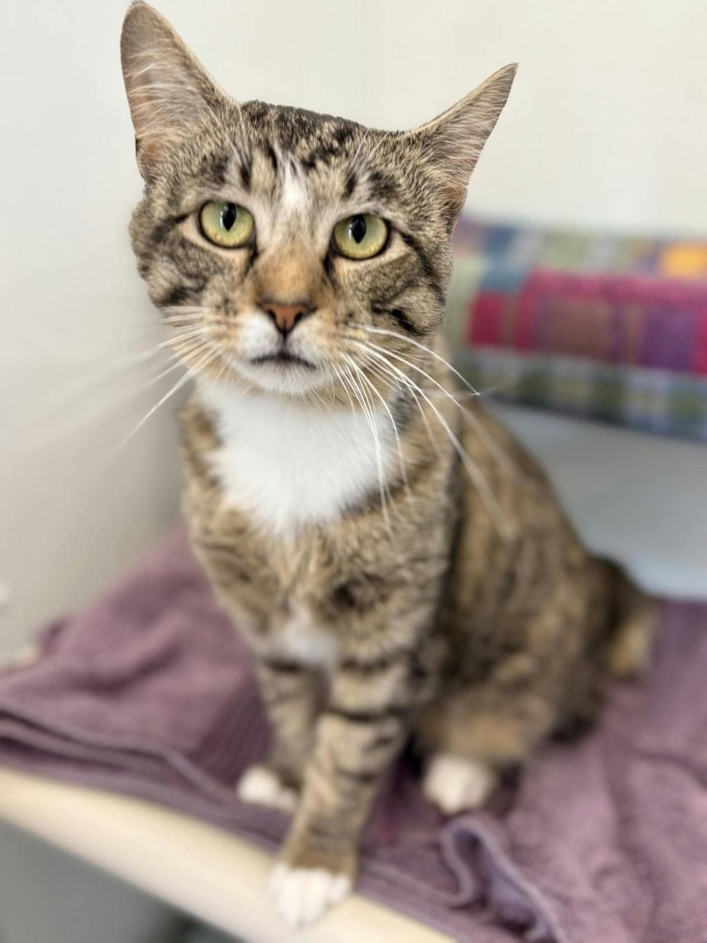 Shane - Domestic Short Hair available for adoption