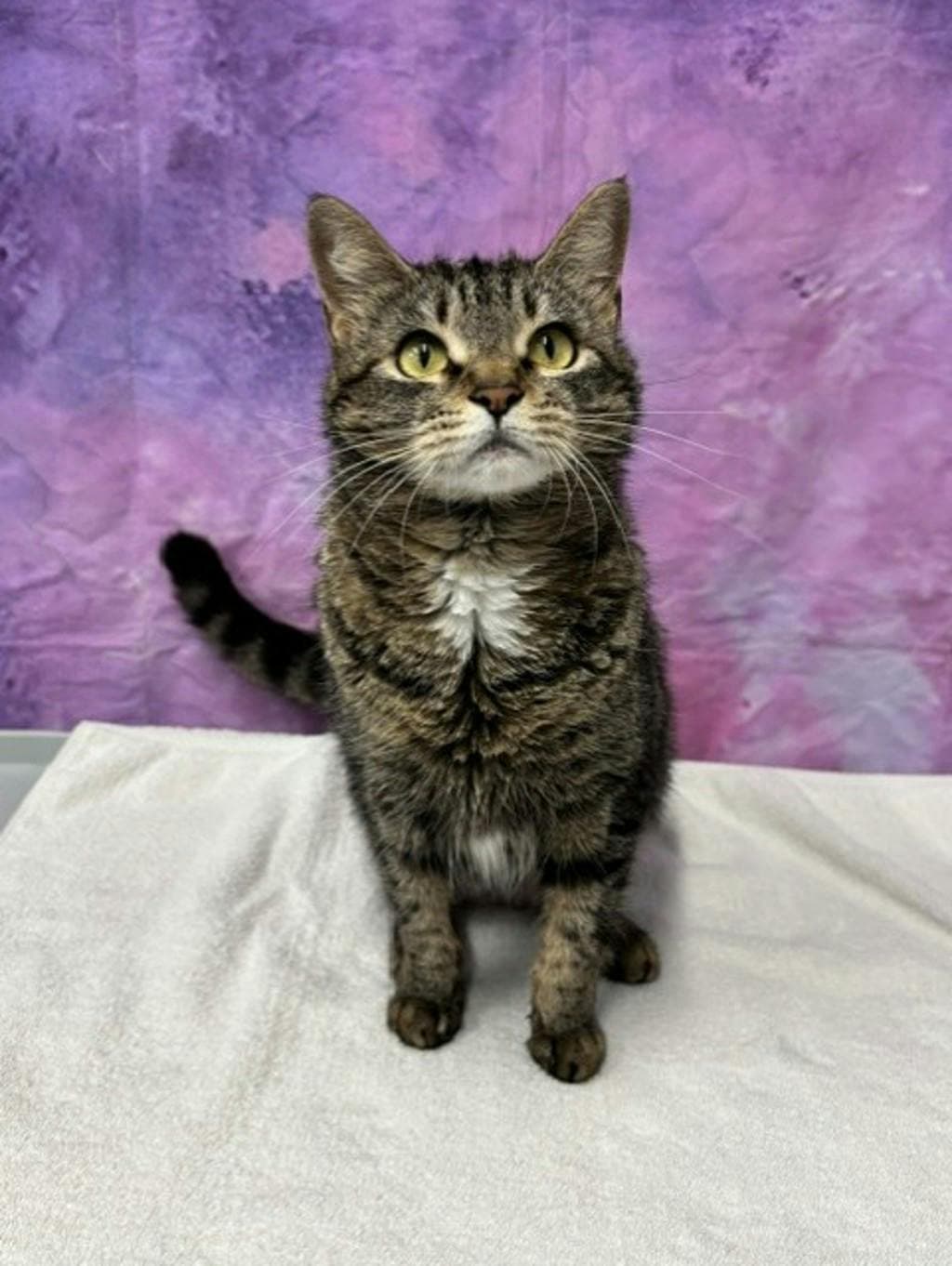Minnie - Domestic Short Hair cat available for adoption at Ontario SPCA (Ottawa Area) in Ottawa