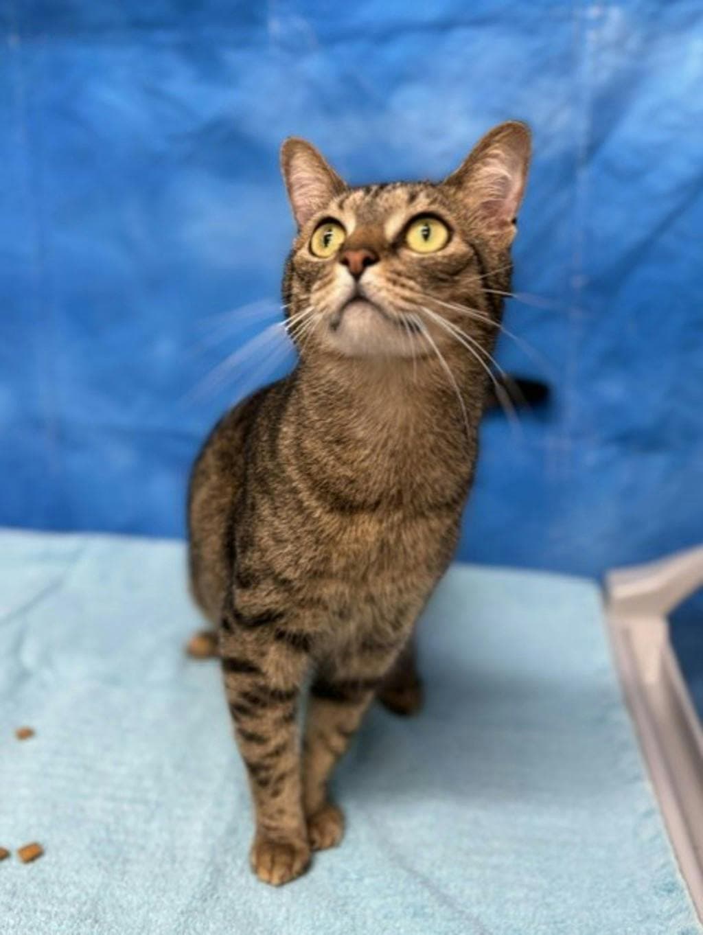 Bojangles (petsmart Ottawa) - Domestic Short Hair cat available for adoption at Ontario SPCA (Ottawa Area) in Ottawa