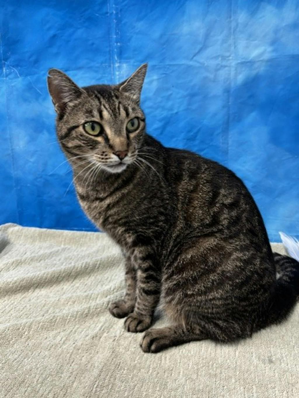 Henry ( Petsmart Ottawa) - Domestic Short Hair cat available for adoption at Ontario SPCA (Ottawa Area) in Ottawa