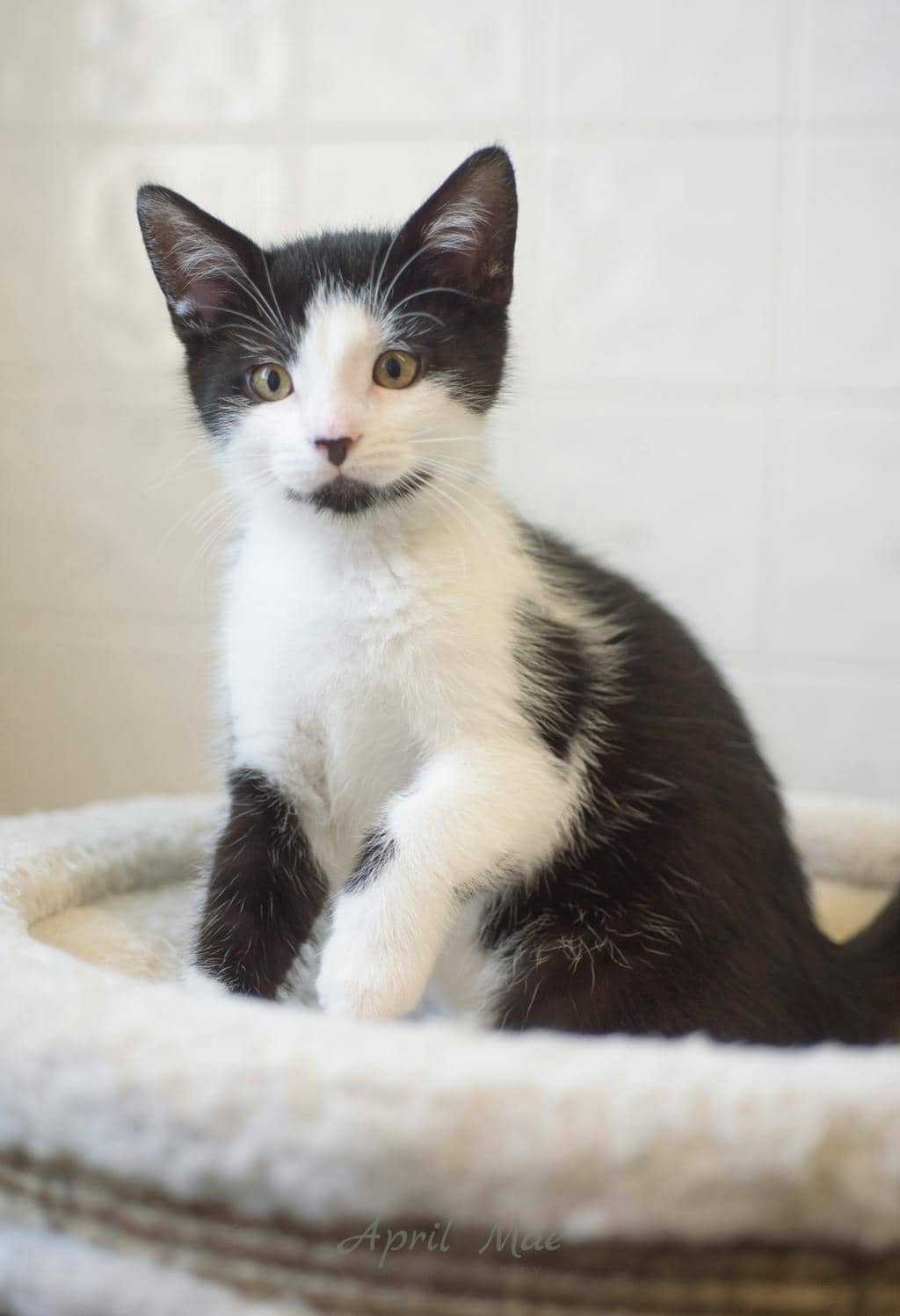 Fussy Petsmart Orangeville - Domestic Medium Hair available for adoption