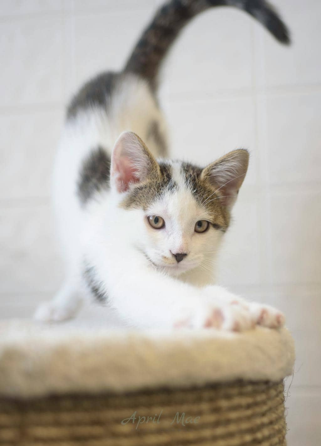 Jeffrey Petsmart Orangeville - Domestic Short Hair available for adoption