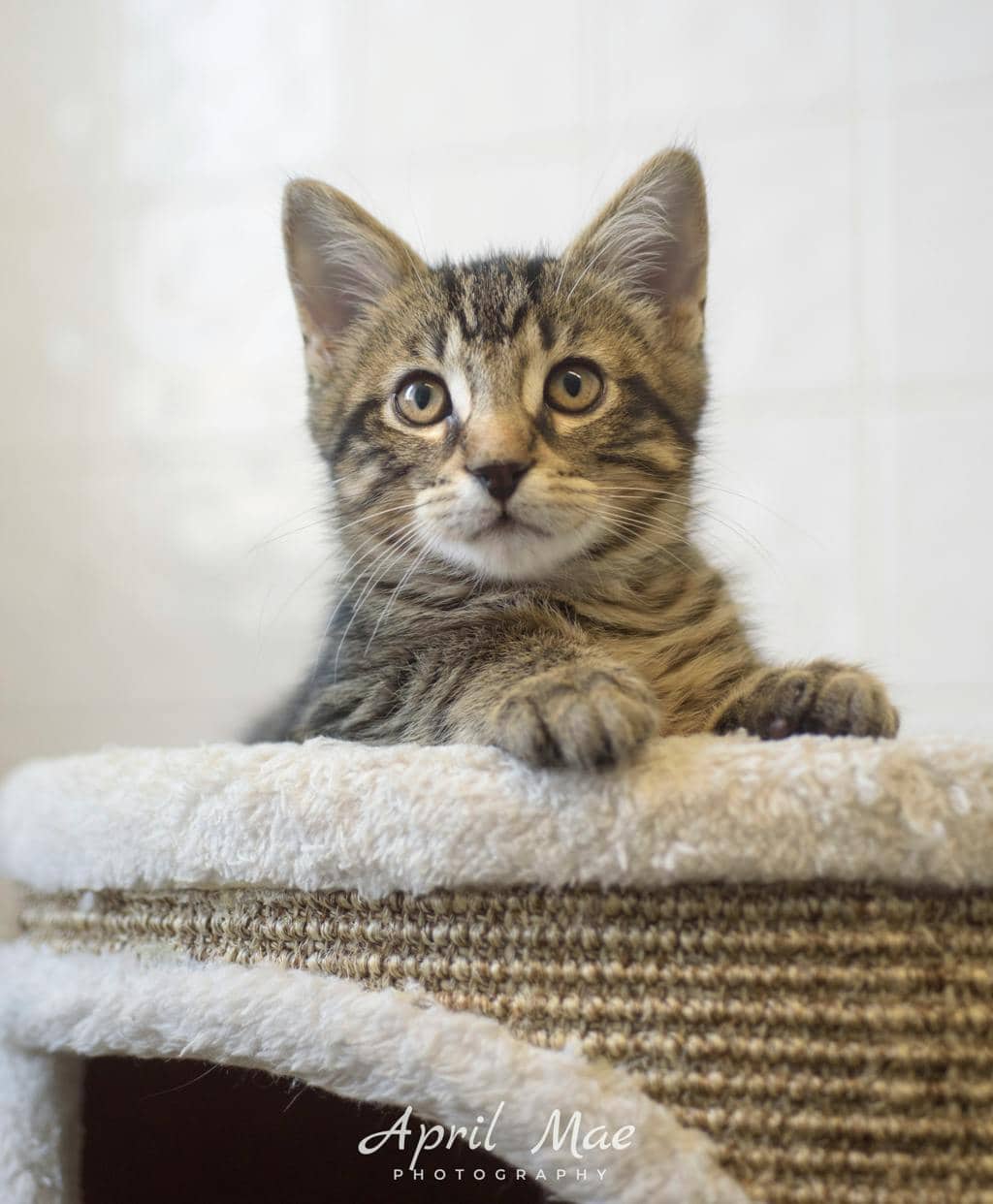 Every Petsmart Orangeville - Domestic Medium Hair cat available for adoption at Ontario SPCA (Central Ontario) in Orangeville