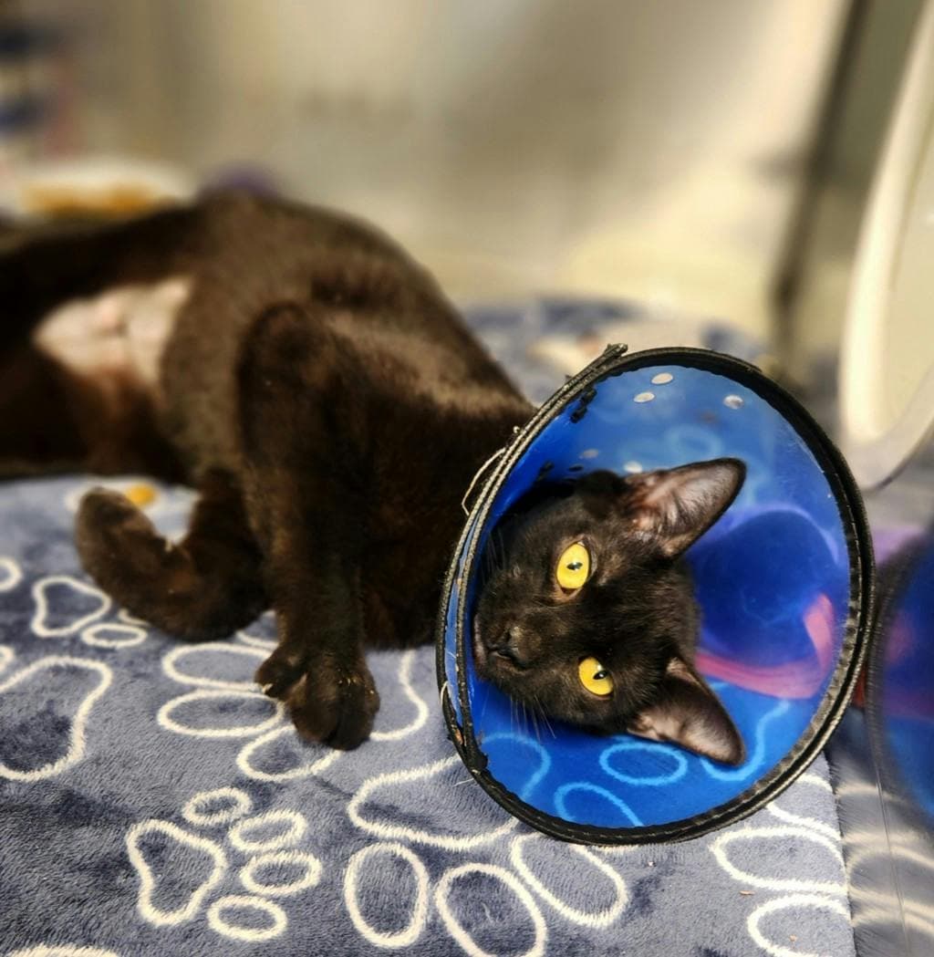 Mavis - Domestic Short Hair cat available for adoption at Ontario SPCA (Ottawa Area) in Ottawa