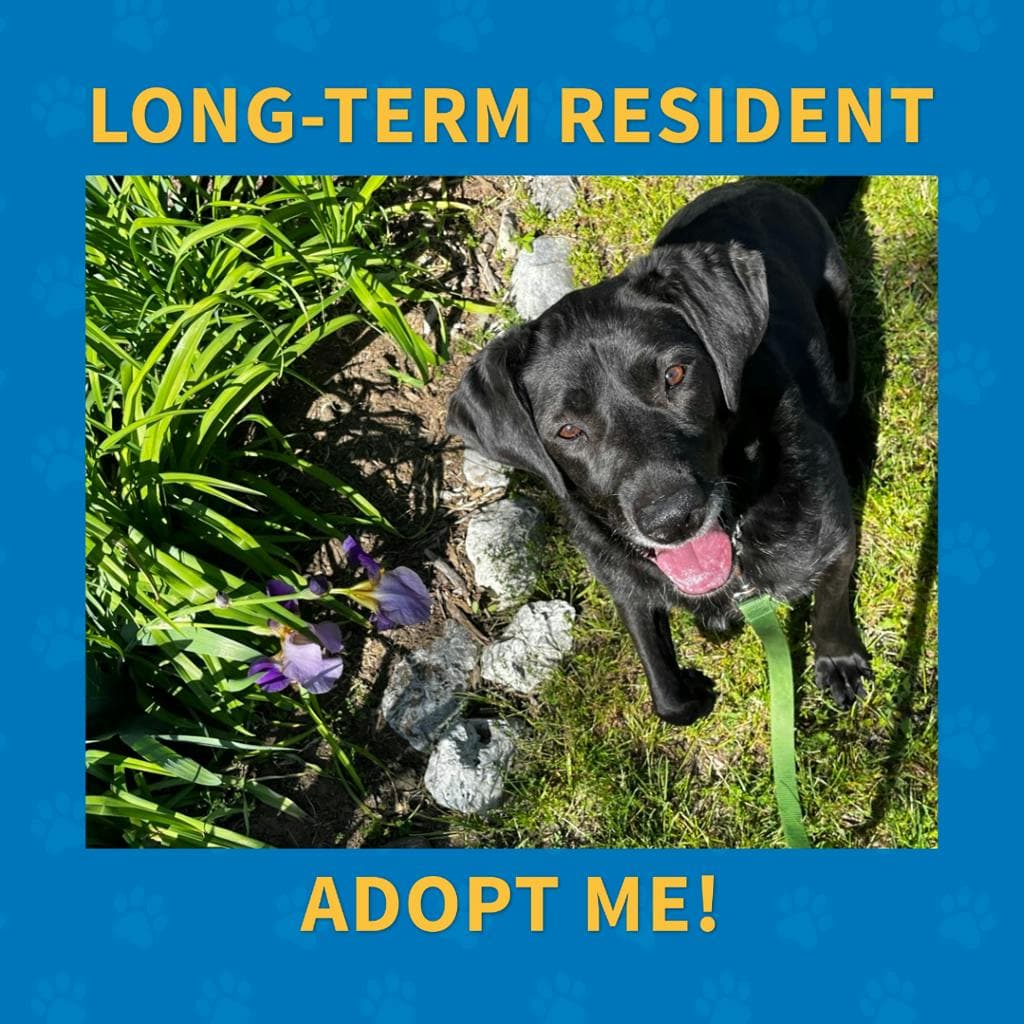 Midnight - Labrador available for adoption