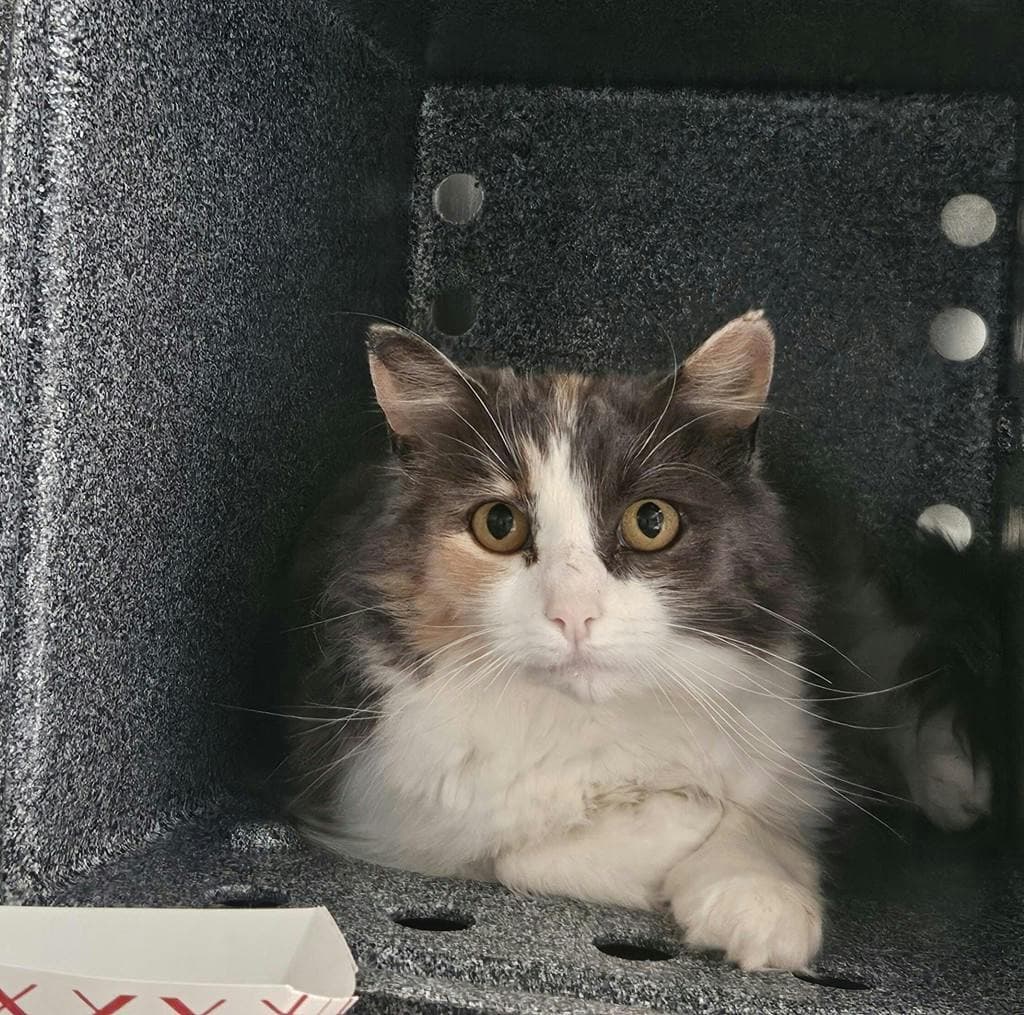 Kendra - Domestic Longhair cat available for adoption at Ontario SPCA (Ottawa Area) in Ottawa