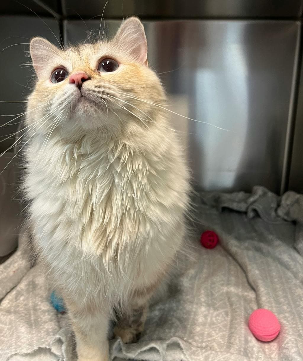 Latte - Domestic Longhair cat available for adoption at Ontario SPCA (Central Ontario) in Toronto