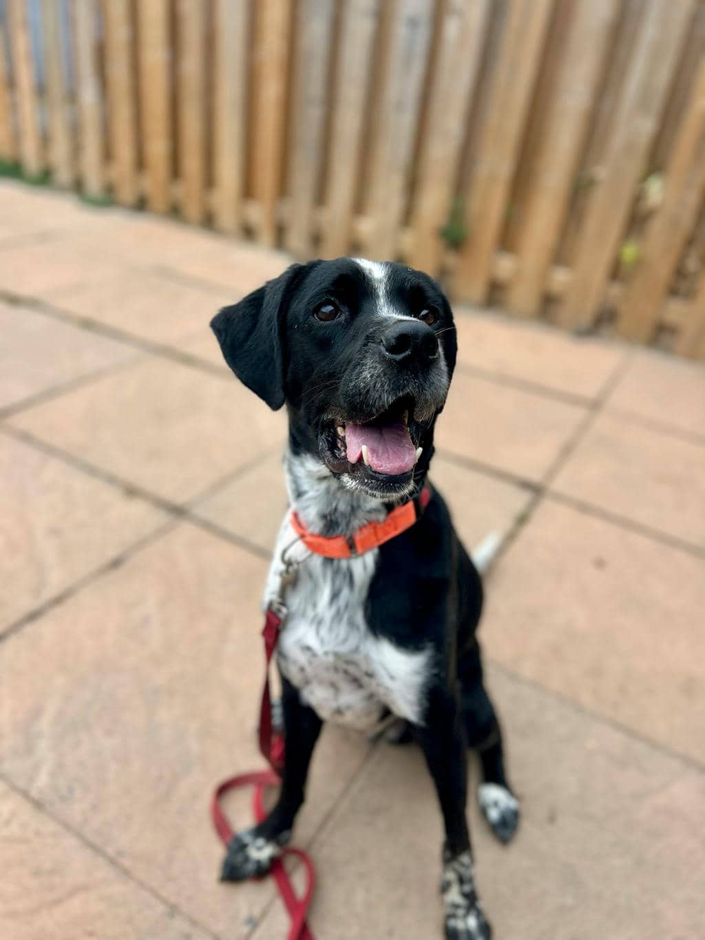 Gates - Mixed Breed available for adoption in Ontario