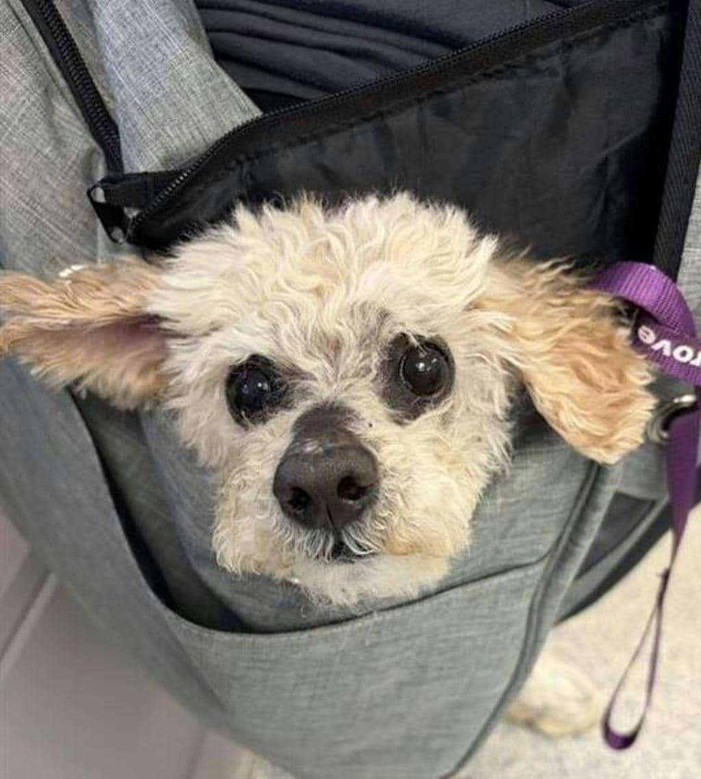Toto - Chinese Crested Dog available for adoption