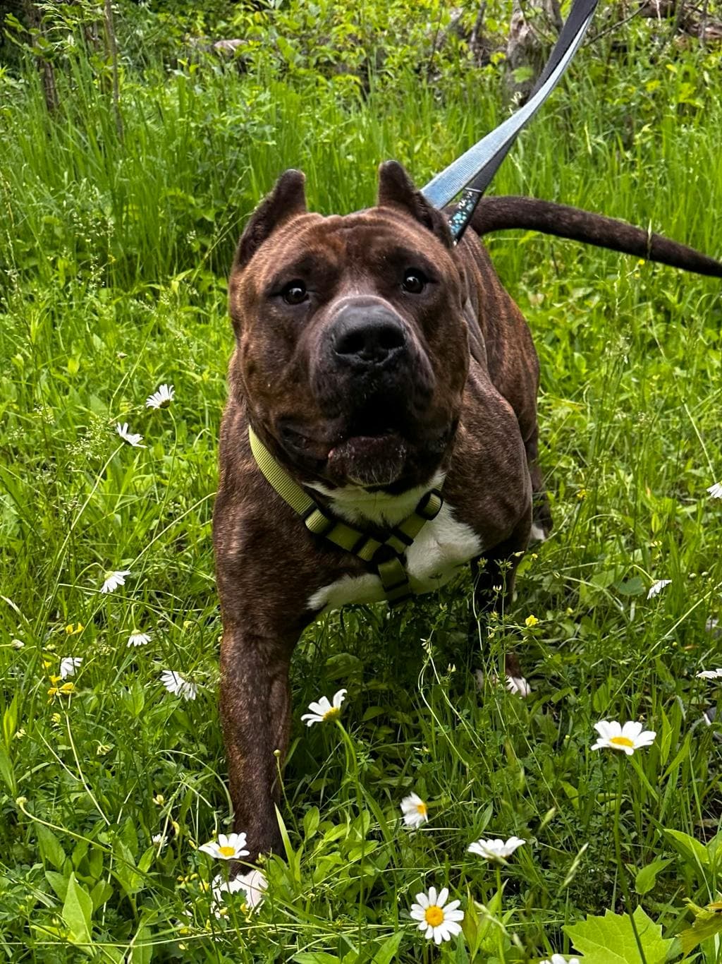 Oscar - Mastiff available for adoption