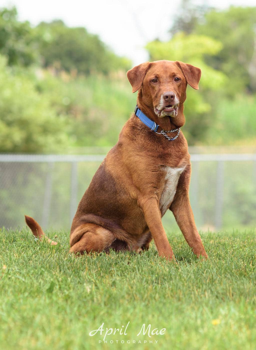 Lincoln - Labrador Retriever available for adoption