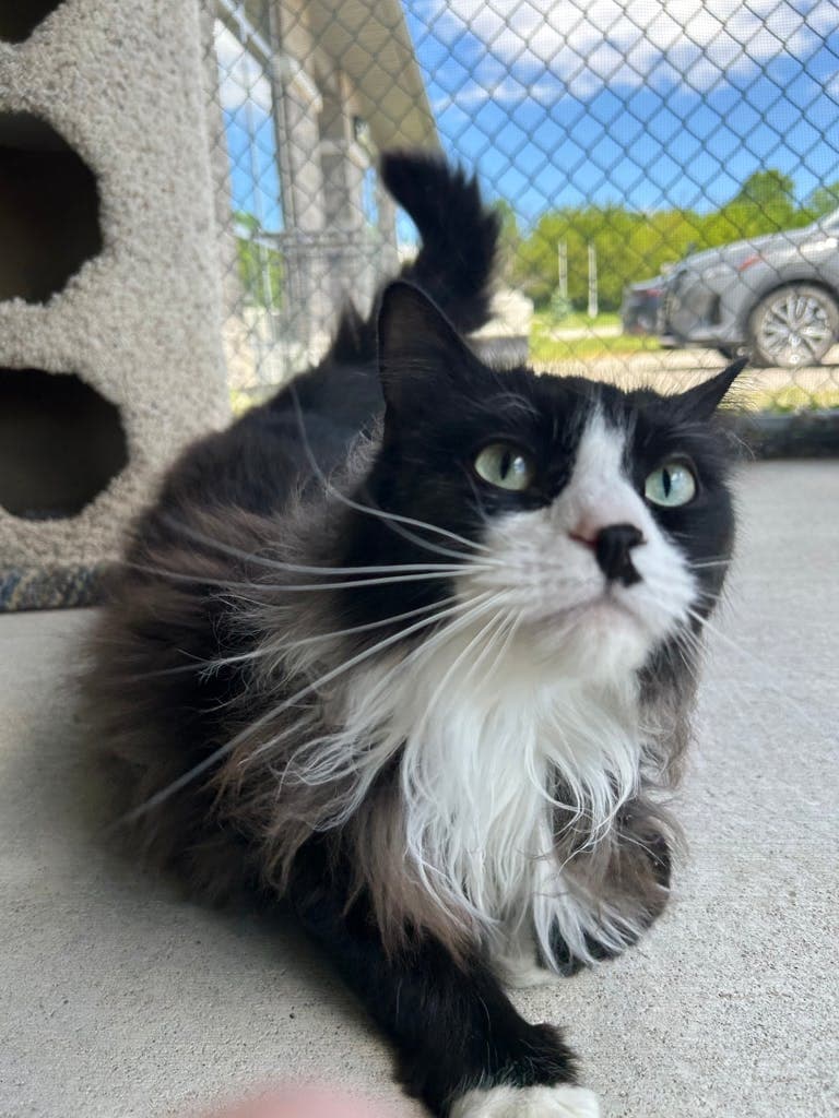 Oreo - Domestic Longhair cat available for adoption in Calgary