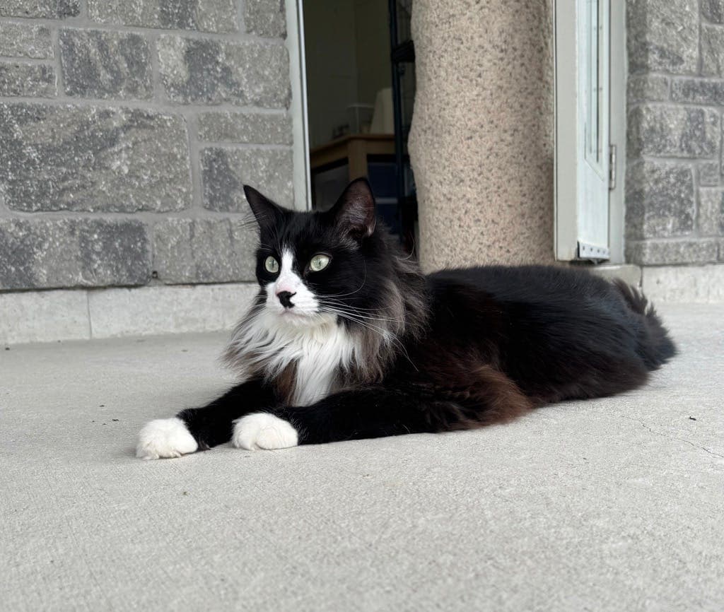 Oreo - Domestic Longhair cat available for adoption in Calgary