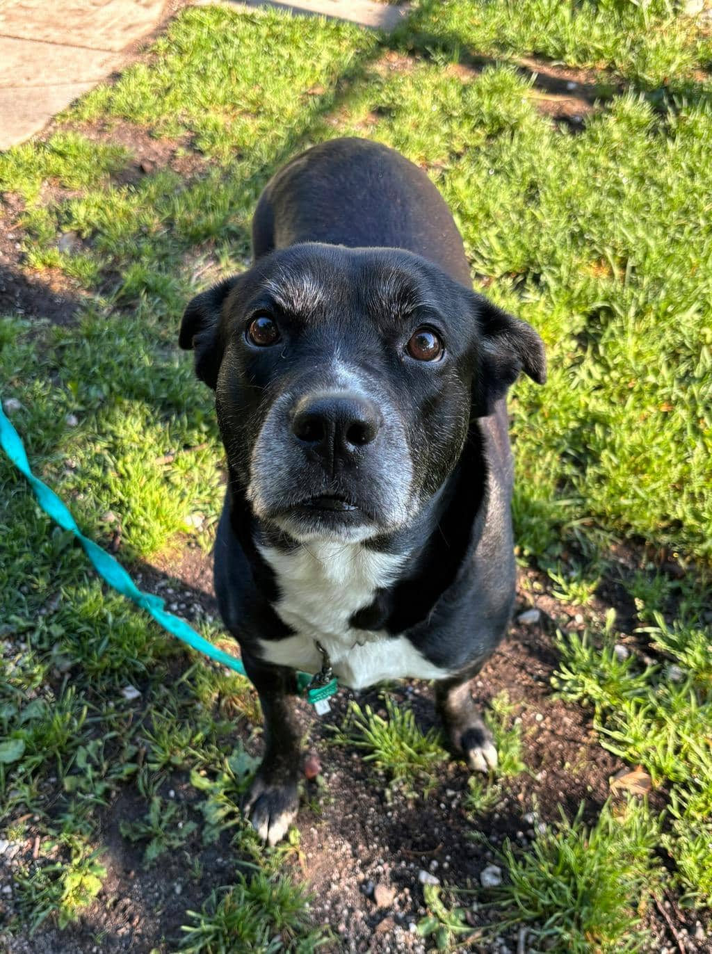 Darla - Labrador available for adoption