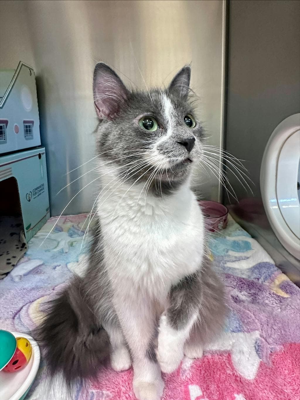 Sunday - Domestic Short Hair cat available for adoption at Ontario SPCA (Ottawa Area) in Ottawa