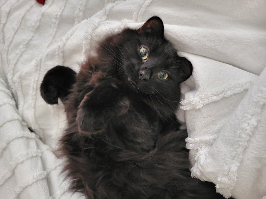 Chewie - Domestic Longhair cat available for adoption at Ontario SPCA (Central Ontario) in Toronto
