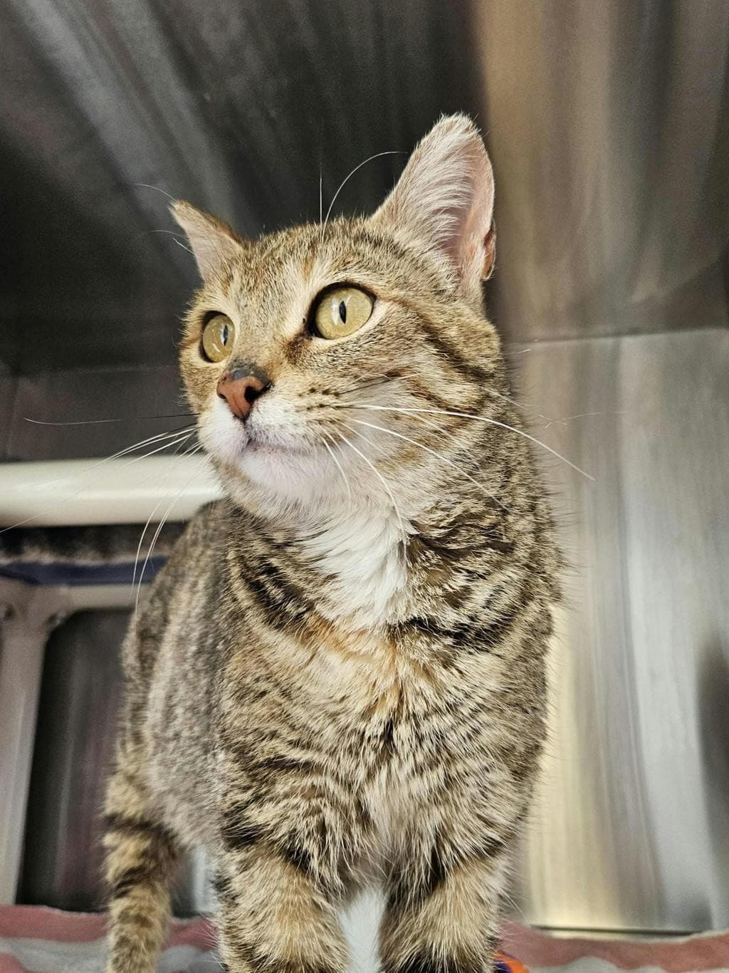 Motor - Domestic Short Hair cat available for adoption at Ontario SPCA (Ottawa Area) in Ottawa
