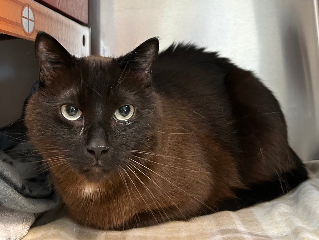 Benji - Ragdoll cat available for adoption at Ontario SPCA (Central Ontario) in Toronto