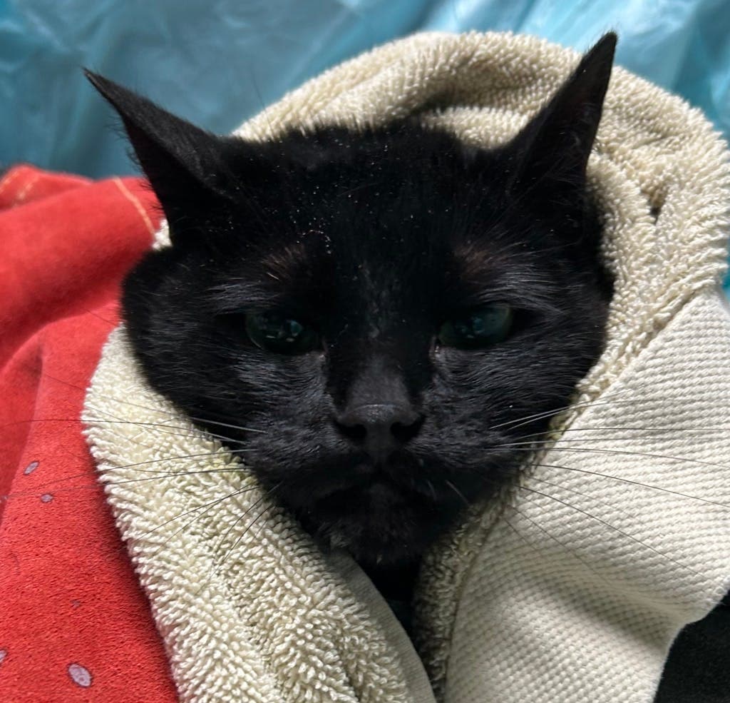 Dezirae - Domestic Short Hair cat available for adoption at Ontario SPCA (Central Ontario) in Toronto