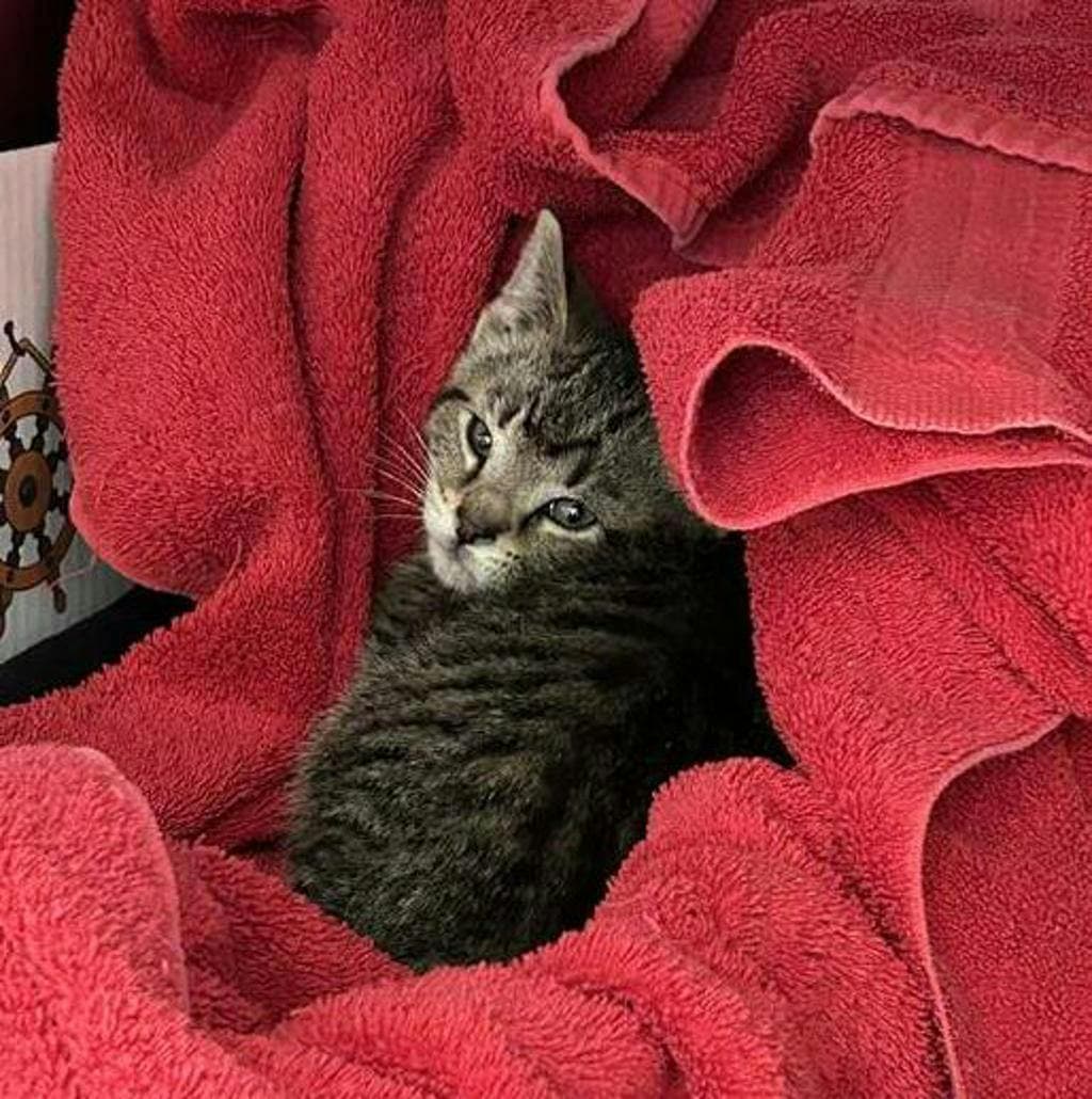 Mr. Feeny - Domestic Short Hair cat available for adoption at Ontario SPCA (Central Ontario) in Toronto