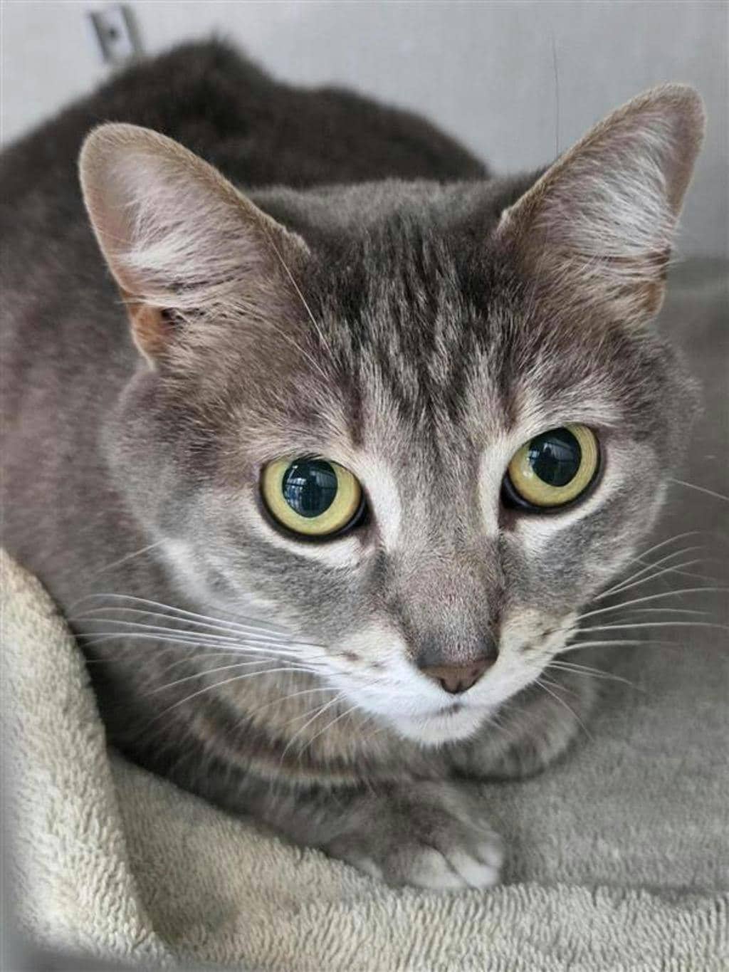 Thora - Domestic Short Hair available for adoption