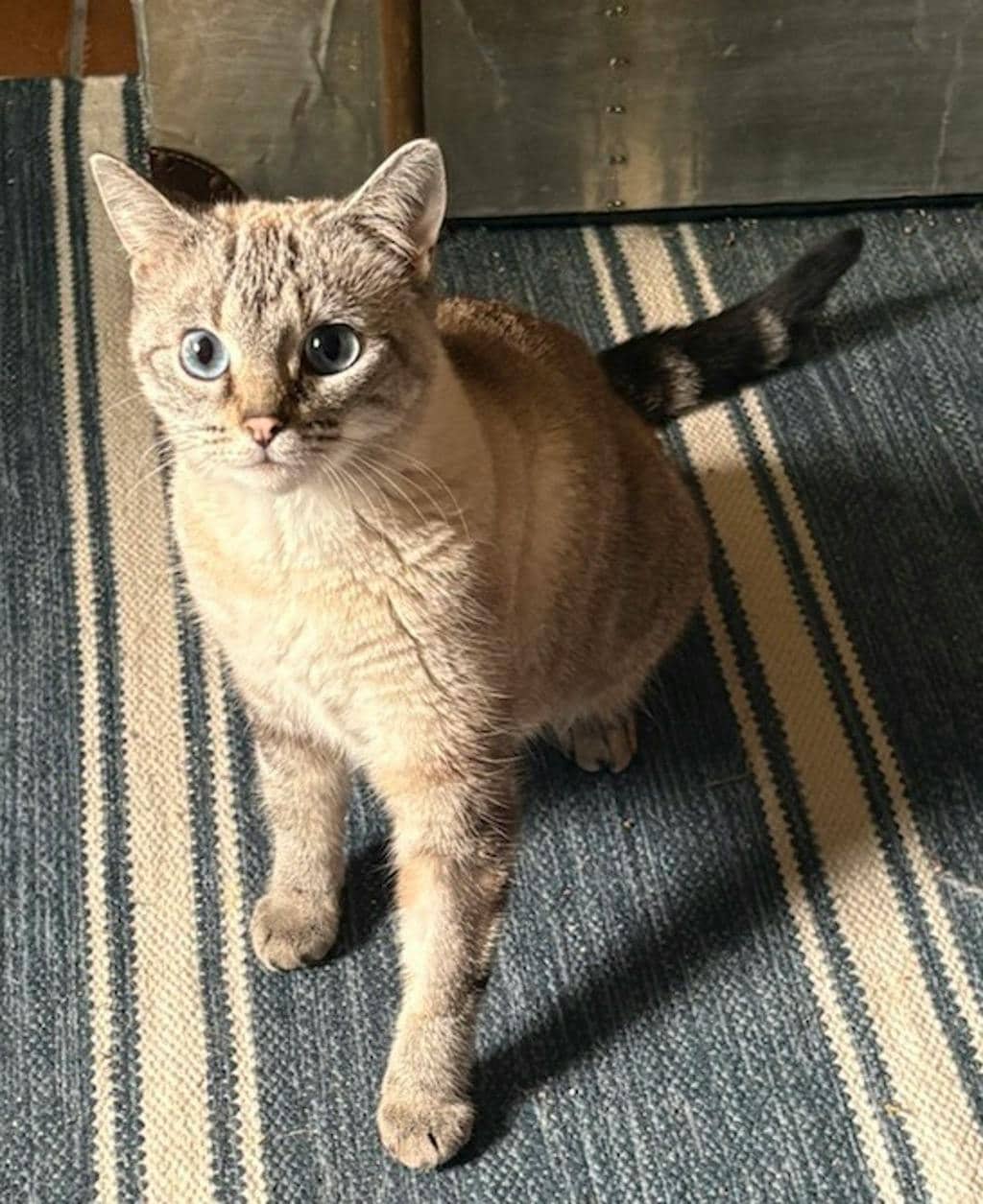 Aqua - Colourpoint Shorthair cat available for adoption at Ontario SPCA (Central Ontario) in Bracebridge