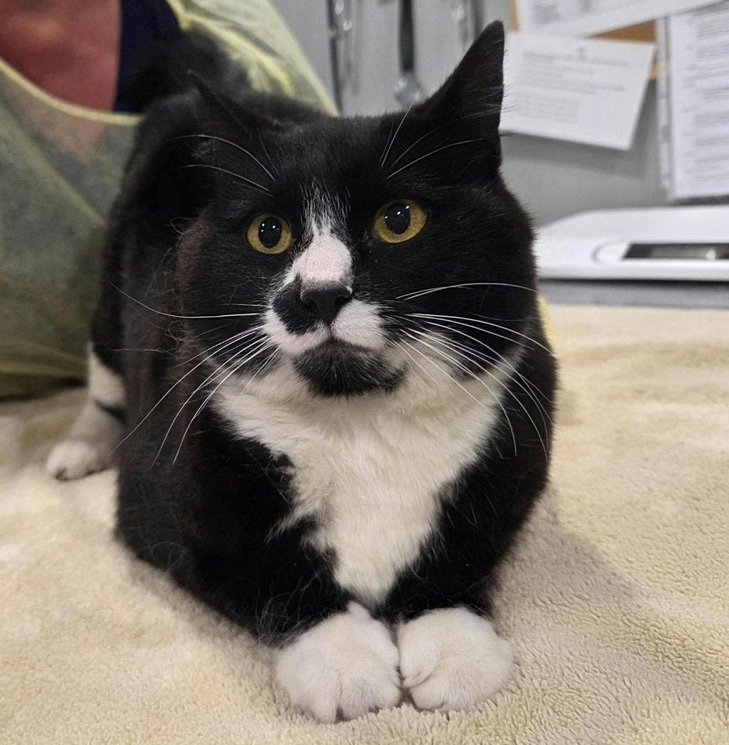Sriracha - Domestic Short Hair cat available for adoption at Ontario SPCA (Ottawa Area) in Ottawa