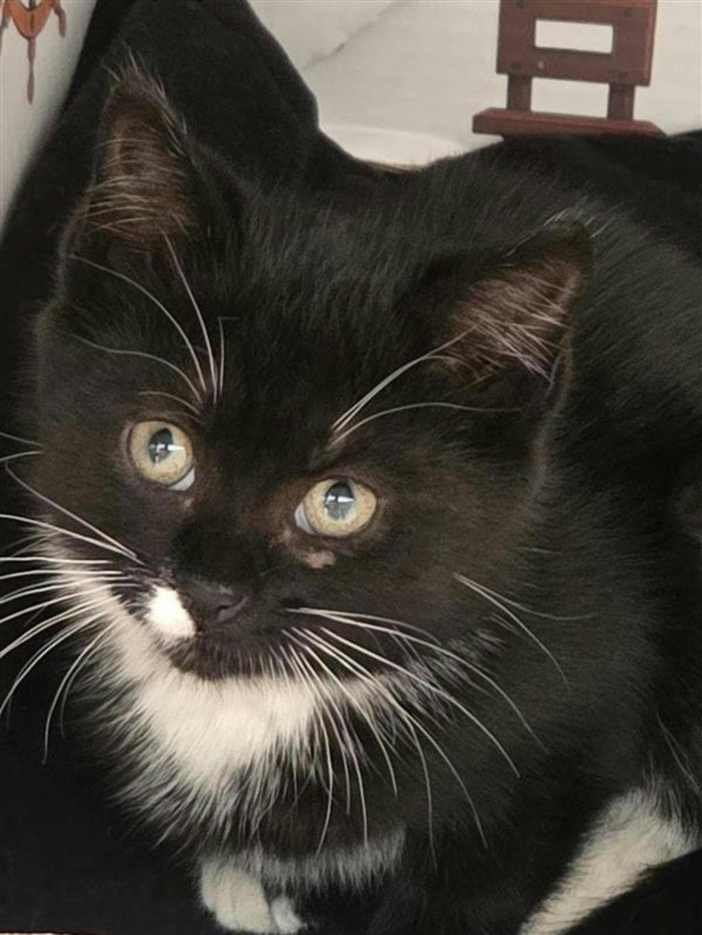 Topanga - Domestic Short Hair cat available for adoption at Ontario SPCA (Central Ontario) in Toronto