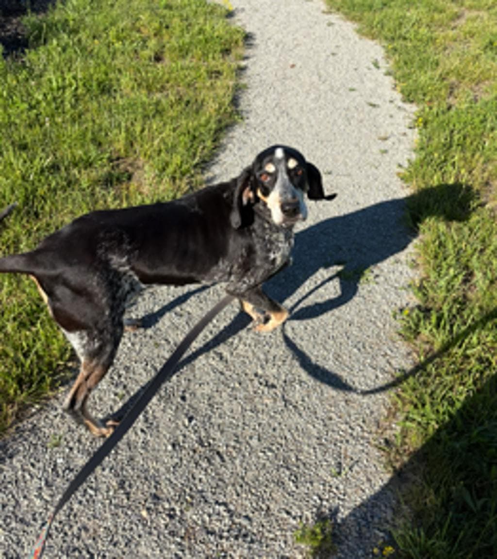 Charade - Coonhound, Bluetick available for adoption