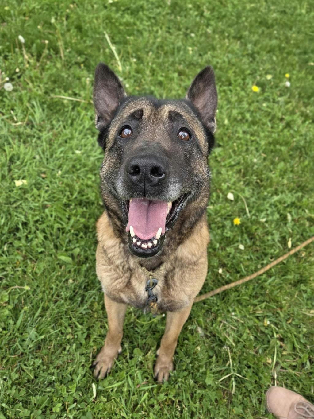 Bella - Belgian Shepherd - Malinois available for adoption in Ontario