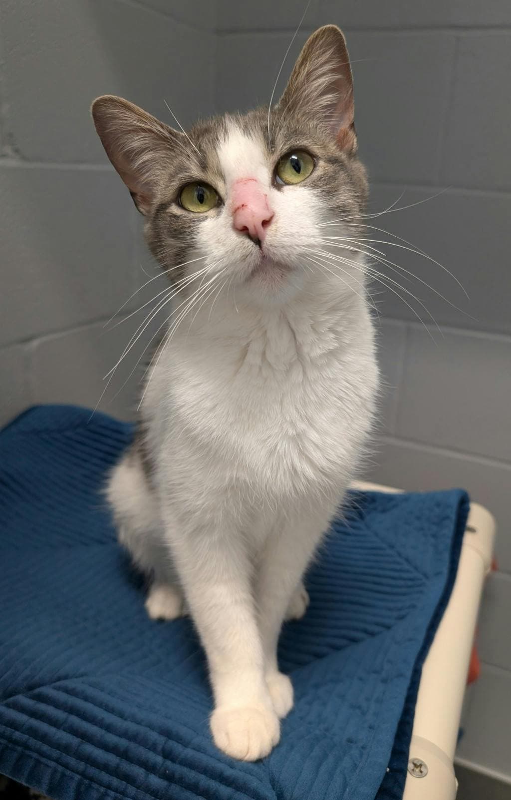 Diva - Domestic Short Hair cat available for adoption at Ontario SPCA (Central Ontario) in Toronto