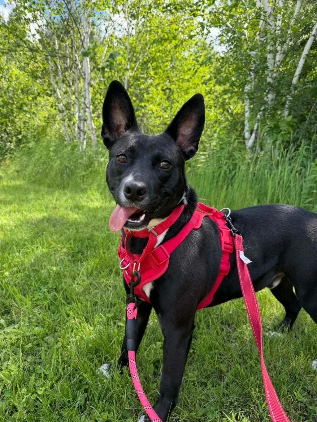 Baloo - Royal Bahamian Potcake available for adoption