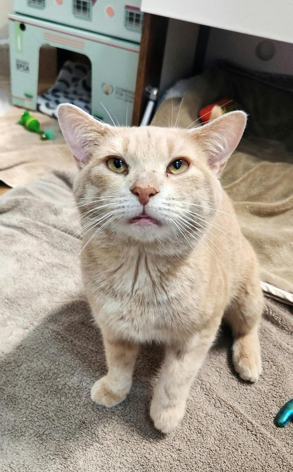 Bonsai - Domestic Short Hair cat available for adoption at Ontario SPCA (Ottawa Area) in Ottawa