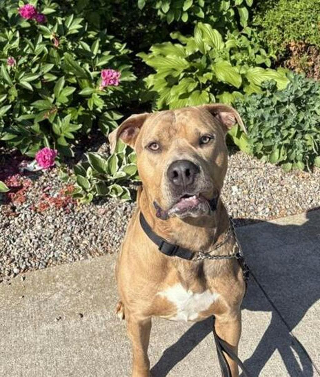 Warren - American Bulldog available for adoption